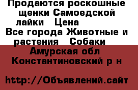 Продаются роскошные щенки Самоедской лайки › Цена ­ 40 000 - Все города Животные и растения » Собаки   . Амурская обл.,Константиновский р-н